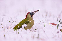 Green Woodpecker (Picus viridis ) male, Germany, December.