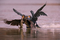 Cormorants (Phalacrocorax carbo) fighting over fish, Germany, January.