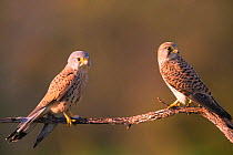 Kestrel (Falco tinnunculus) pair, Hungary, April.