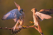 Kestrel (Falco tinnunculus) fighting Hungary, April.