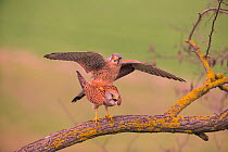 Kestrel (Falco tinnunculus) mating Hungary, April.