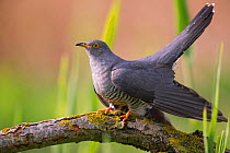 Cuckoo (Cuculus canorus) male, Germany, April.