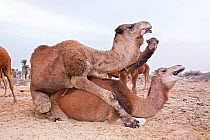 Dromedary camel (Camelus dromedarius) pair mating, Douz, Sahara Desert, Tunisia