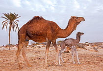 Dromedary camel (Camelus dromedarius) with calf, Douz, Sahara Desert, Tunisia