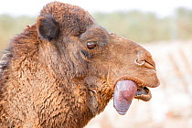 Dromedary camel (Camelus dromedarius) male mating display, with inflated palate or dulla (often mistaken for a tongue) sticking out its mouth. Douz, Sahara Desert, Tunisia.