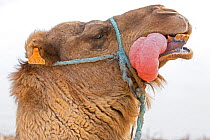 Dromedary camel (Camelus dromedarius) male  mating display, with inflated palate or dulla (often mistaken for a tongue) sticking out its moutth. Sahara Desert, Tunisia.