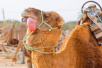 Dromedary camel (Camelus dromedarius) male mating display, with inflated palate or dulla (often mistaken for a tongue) sticking out its mouth.  Sahara Desert, Tunisia.