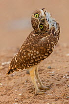 Burrowing owl (Athene cunicularia) rotating head, Arizona, USA.