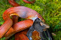 Corn snake (Pantherophis guttatus) eating an American robin (Turdus migratorius). The snake is captive, the robin was found dead and offered to snake, Maryland, USA.
