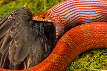 Corn snake (Pantherophis guttatus) eating an American robin (Turdus migratorius). The snake is captive, the robin was found dead and offered to snake, Maryland, USA.