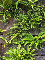 Hart&#39;s Tongue Fern (Asplenium scolopendrium) and Maidenhair spleenwort (Asplenium trichomanes) growing on wall. Northumberland, England, UK, September.