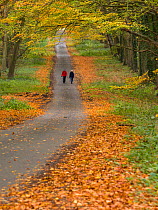 Couple walking down a country lane in autumn, Norfolk, England, UK. November