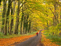 Man walking down a country lane in autumn, Norfolk, England, UK. November