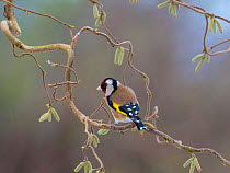 Goldfinch (Carduelis carduelis) perched on corkscrew hazel with catkins, England, UK. March.