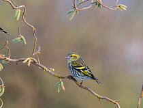 Siskin (Carduelis spinus) perched on corkscrew hazel with catkins, England, UK. March.