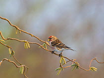 Common redpoll (Carduelis flammea) perched on corkscrew hazel with catkins, England, UK. March.