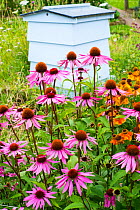 Echinacea purpurea &#39;Lustre Hybrids&#39; and Helenium &#39;Sahin&#39;s Early Flower&#39; -in front of traditional beehive in cottage garden, summer.