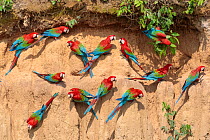 RF - Red-and-Green Macaws (Ara chloropterus), feeding at the wall of a riverside clay lick. Blanquillo Clay Lick, Manu Biosphere Reserve, Peru. November. (This image may be licensed either as rights m...