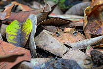 RF - Amazonian Horned Frog (Ceratophrys cornuta) camouflaged amongst leaf litter on lowland rainforest floor, waiting to ambush passing prey. Manu Biosphere Reserve, Amazonia, Peru. November. (This im...