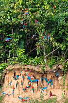 RF - Red-and-Green Macaws (Ara chloropterus), feeding on minerals in river bank, Blanquillo Clay Lick, Manu Biosphere Reserve, Peru. November. (This image may be licensed either as rights managed or r...