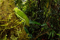 RF - Katydid / Bush Cricket (Tettigoniidae) camouflaged amongst cloud forest understory vegetation. 1600 metres altitude, Manu Biosphere Reserve, Peru. November. (This image may be licensed either as...