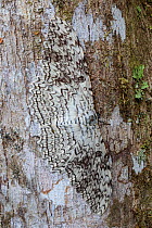 RF - White Witch Moth (Thysania agrippina) camouflaged on tree trunk in cloud forest. This species rests by day with its body perpendicular to the tree trunk. Manu Biosphere Reserve, Amazonia, Peru. (...