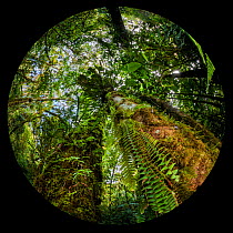 RF - Cloud Forest, Manu Biosphere Reserve, Amazonia, Peru. (This image may be licensed either as rights managed or royalty free.)