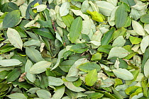 RF - Coca (Erythroxylum coca) leaves drying in the sun. Amazonia, Peru. November. (This image may be licensed either as rights managed or royalty free.)