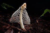 RF - Bridal Veil Stinkhorn (Phallus indusiatus) growing on rainforest floor. The fungal fruiting body gives off a pungent odour that attracts a wide range of invertebrates, which help disperse the spo...