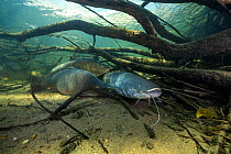 Wels catfish (Silurus glanis) and Common carp (Cyprinus carpio), three on riverbed amongst branches, River Loire, France. October.
