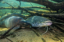 Wels catfish (Silurus glanis) and Common carp (Cyprinus carpio), three on riverbed amongst branches, River Loire, France. October.