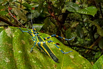 Lubber grasshopper (Chromacris sp.) with spiny legs raised in defensive pose and bearing aposematic markings to warn of its toxicity. Cloud forest understory vegetation, 1600 metres altitude, Manu Bio...