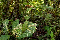 Hooded / Leaf Mantis (Choeradodis sp.) camouflaged amongst understory vegetation in cloud forest, Manu Biosphere Reserve, Peru. November.