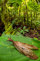 Dobsonfly female (Corydalinae) in cloud forest, Manu Biosphere Reserve, Peru.
