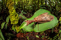 Dobsonfly female (Corydalinae) in cloud forest, Manu Biosphere Reserve, Peru.