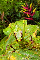 Katydid / Bush Cricket (Tettigoniidae) camouflaged amongst cloud forest understory vegetation. 1600 metres altitude, Manu Biosphere Reserve, Peru. November.