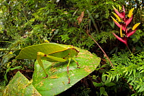 Katydid / Bush Cricket (Tettigoniidae) camouflaged amongst cloud forest understory vegetation. 1600 metres altitude, Manu Biosphere Reserve, Peru. November.