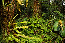 Plants growing in cloud forest understory, Manu Biosphere Reserve, Amazonia, Peru.