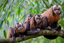 Brown / Tufted Capuchin (Cebus apella) family group in cloud forest, Manu Biosphere Reserve, Peru.