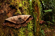 Silk Moth (Arsenura rebeli) female in cloud forest, Manu Biosphere Reserve, Peru. November.