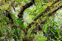 Epiphytes including Bromeliads growing in cloud forest canopy, Manu Biosphere Reserve, Amazonia, Peru.