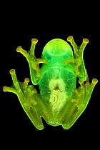 Glass Frog (Centrolenidae, probably Hyalinobatrachium sp.) photographed on glass. showing transparent underside. Found in cloud forest, Manu Biosphere Reserve, Peru. November.