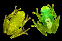 Glass Frog (Centrolenidae, probably Hyalinobatrachium sp.) photographed on glass, showing transparent underside. Found in cloud forest, Manu Biosphere Reserve, Peru. November. Digital composite.