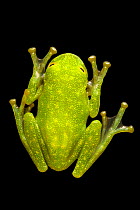 Glass Frog (Centrolenidae, probably Hyalinobatrachium sp.) photographed on glass. Found in cloud forest, Manu Biosphere Reserve, Peru. November.