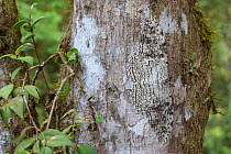 White Witch Moth (Thysania agrippina) camouflaged on tree trunk in cloud forest. This species rests by day with its body perpendicular to the tree trunk. Manu Biosphere Reserve, Amazonia, Peru.