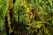 Moss-mimicking Katydid / Bush Cricket (Tettigoniidae) camouflaged amongst cloud forest understory vegetation. 1600 metres altitude, Manu Biosphere Reserve, Peru. November.