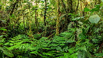 Understory plants in cloud forest, Manu Biosphere Reserve, Amazonia, Peru.