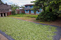 Coca (Erythroxylum coca) leaves drying in the sun. Amazonia, Peru. November.