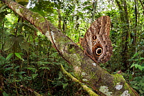 Owl Butterfly (Caligo sp.) resting amongst understory vegetaion, Manu Biosphere Reserve, Amazonia, Peru. November.