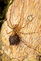 Longlegged Water Spider (Trechaleidae) carrying spiderlings. Lowland rainforest, Manu Biosphere Reserve, Amazonia, Peru. November.